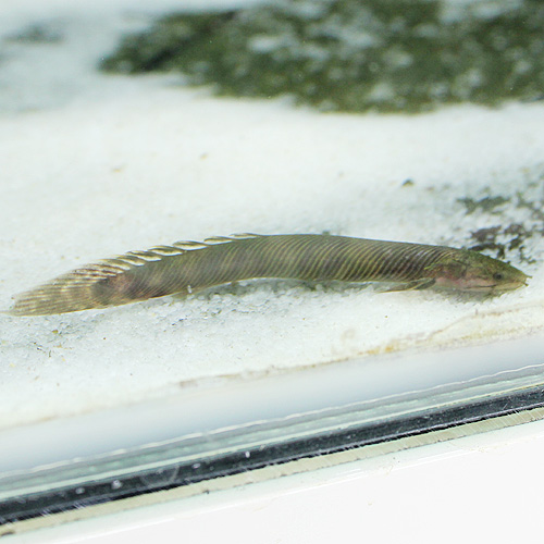 Polypterus mokelembembe 8~10cm