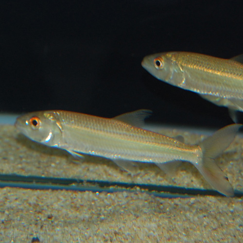 Hydrocynus cf. vitattus Red eyes(10~12cm)