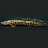 Polypterus ansorgii 13~15cm