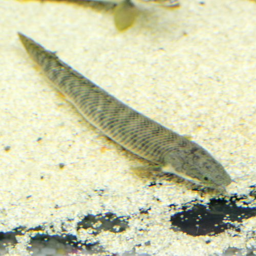 Polypterus weeksii 14~16cm