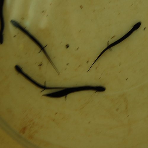 페루페어 Lepidosiren paradoxa (6~9cm)
