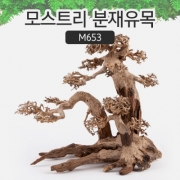 모스트리 분재유목(XL) M653