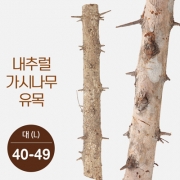 내추럴 가지나무 유목 (대) [40-50cm]